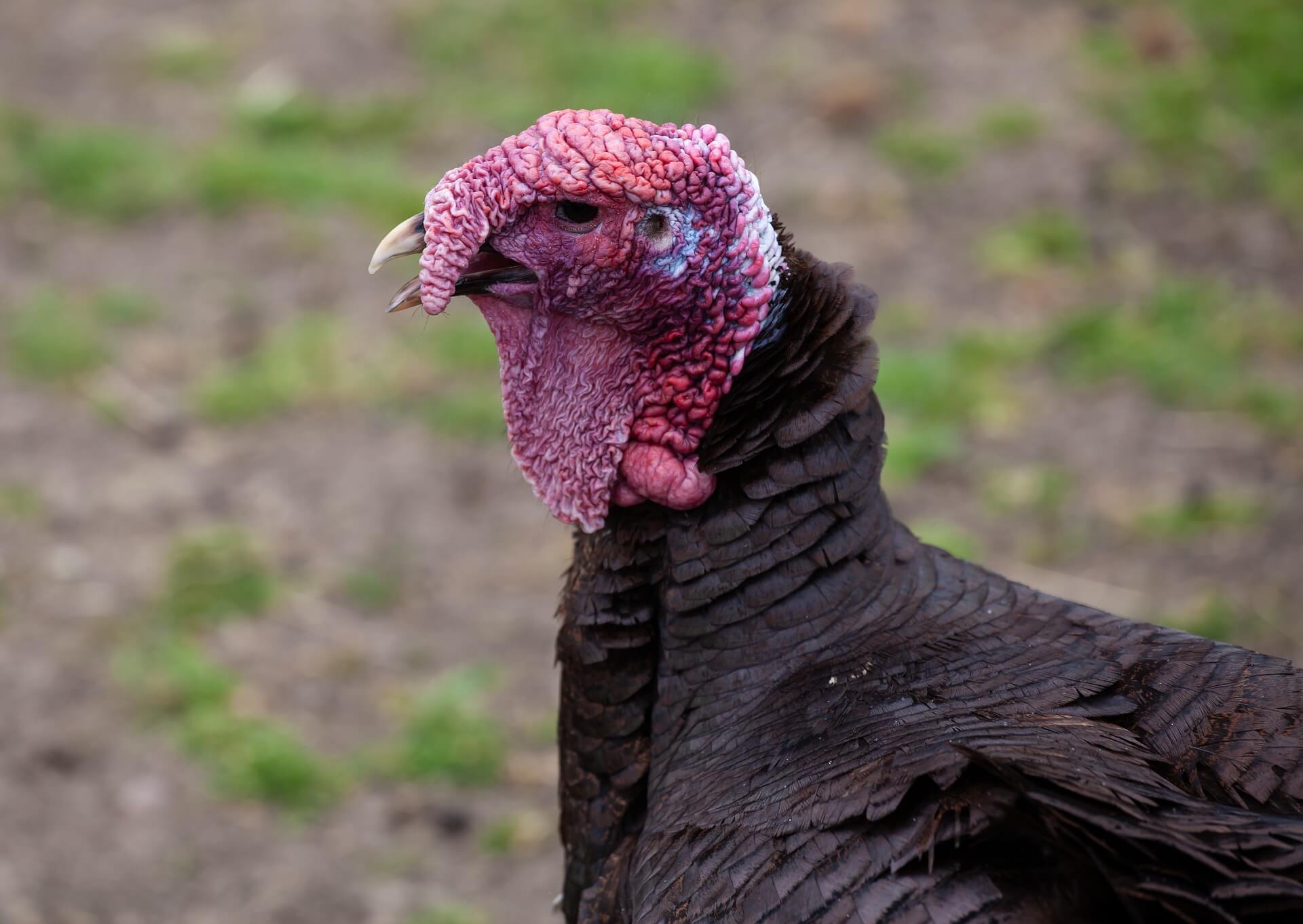 Firearms Turkey Harvest Up this Year