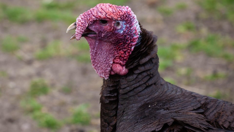 Firearms Turkey Harvest Up this Year