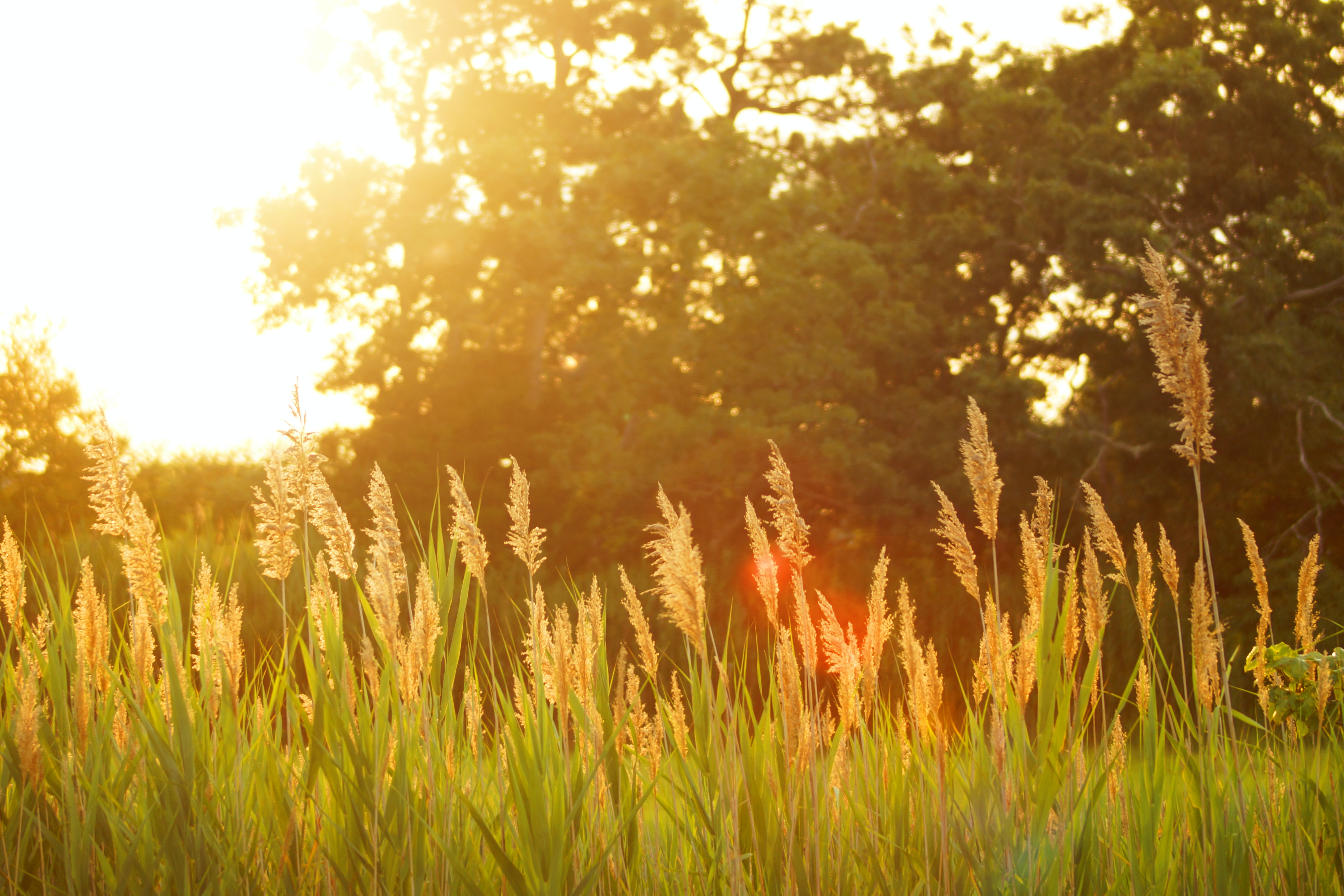 Знойное лето. Лето солнце. Лето трава солнце. Пшеничное поле. Высокая трава.