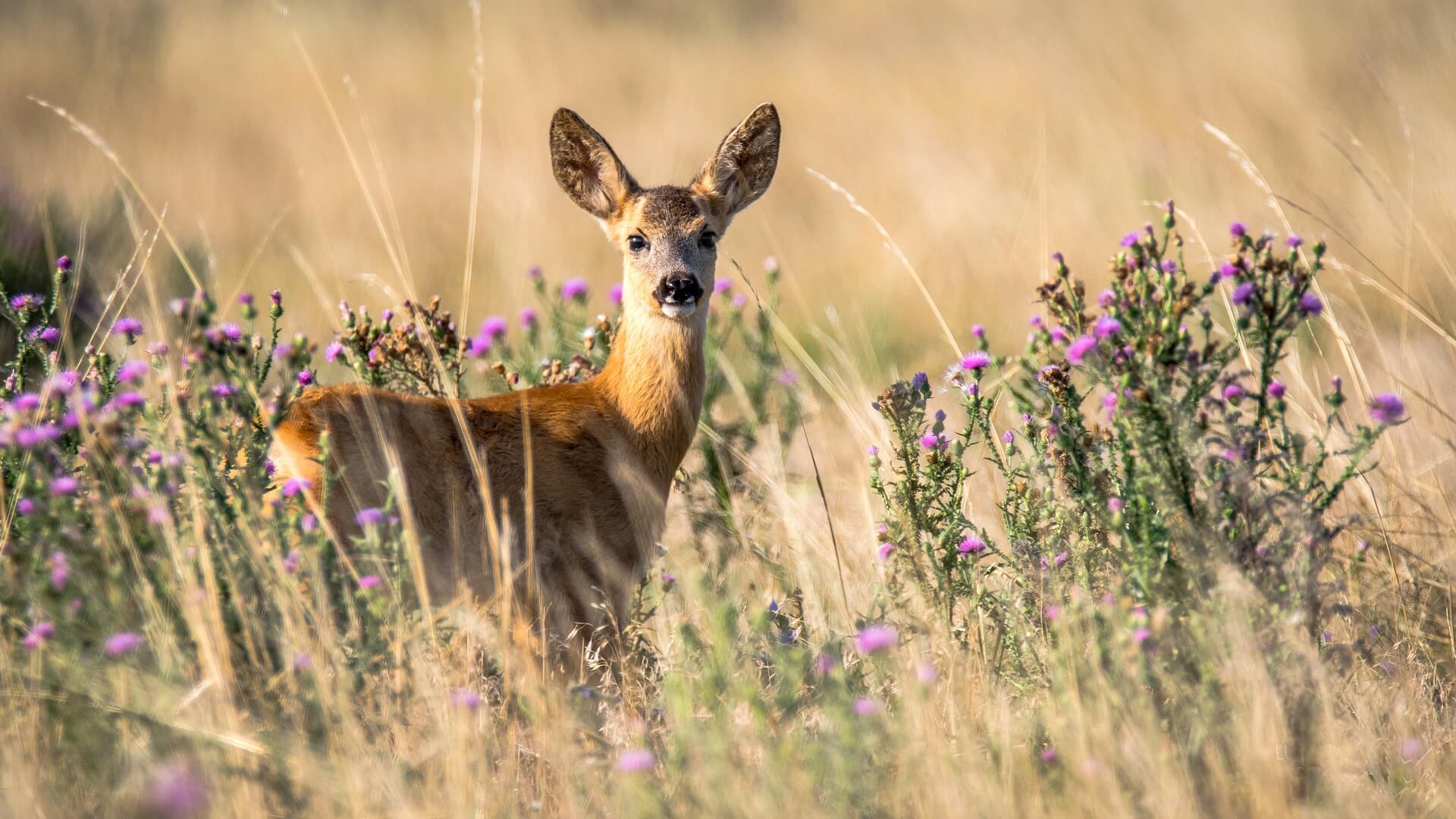 The Governor's Mentored Deer Hunt