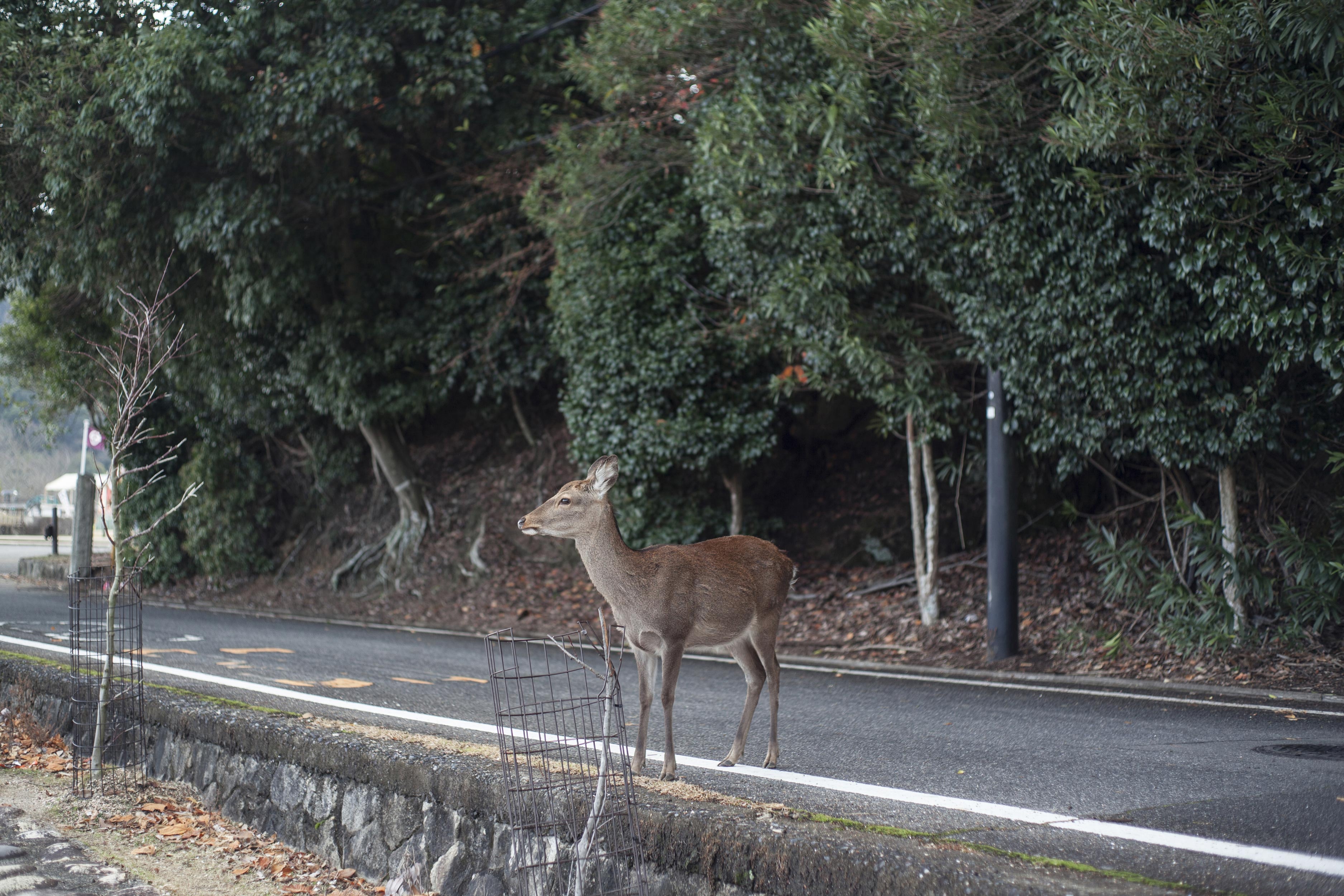 Deer Movement Causes Road Problems