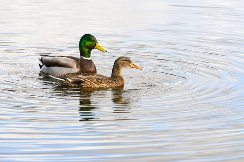 Events Suspended over Avian Flu