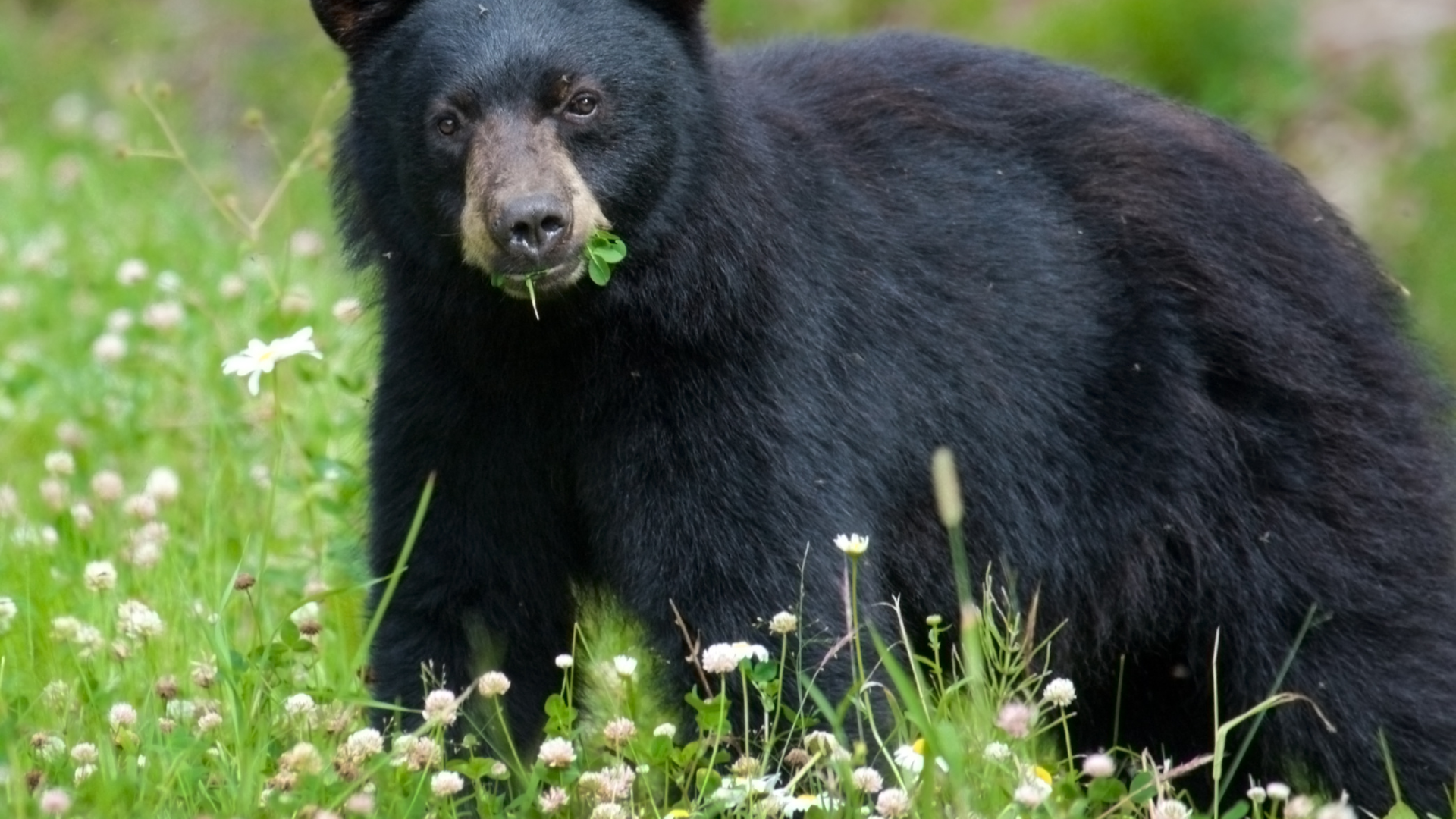Apply Soon for Bear and Elk Permits