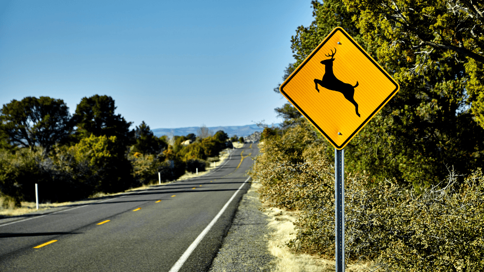 Missouri Drivers Urged to Watch for Deer as Fall Activity Increases
