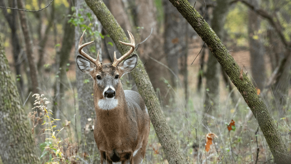 Mandatory CWD Sampling Required for Hunters in the Parkland This Weekend