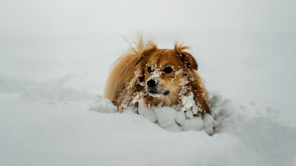 Keeping Pets Safe During the Winter Months
