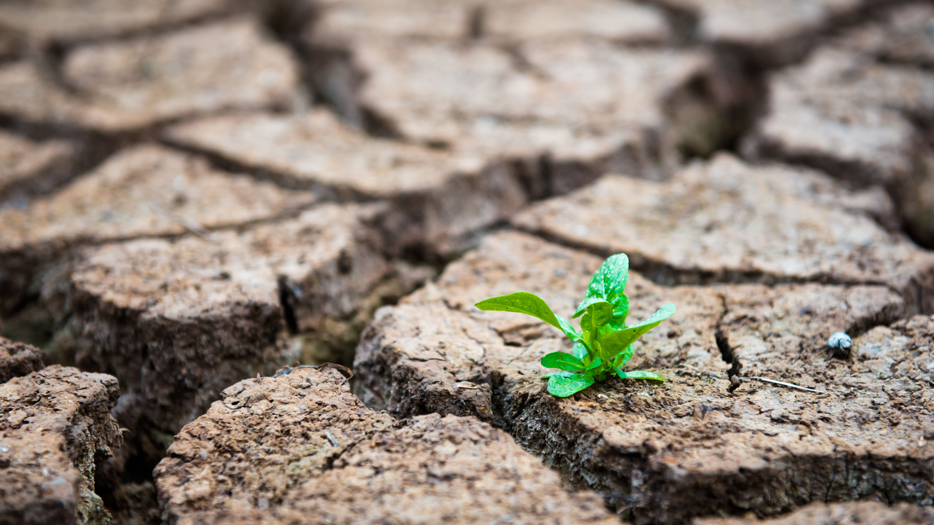 Governor Extends Drought Alert