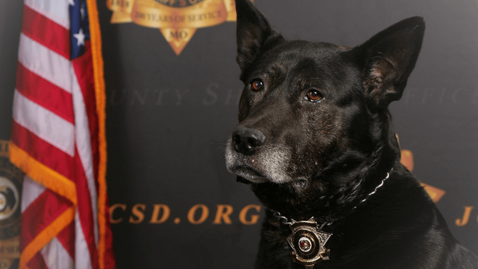 Jefferson County Sheriff’s K9 Maro Passes Away After Nine Years of Service