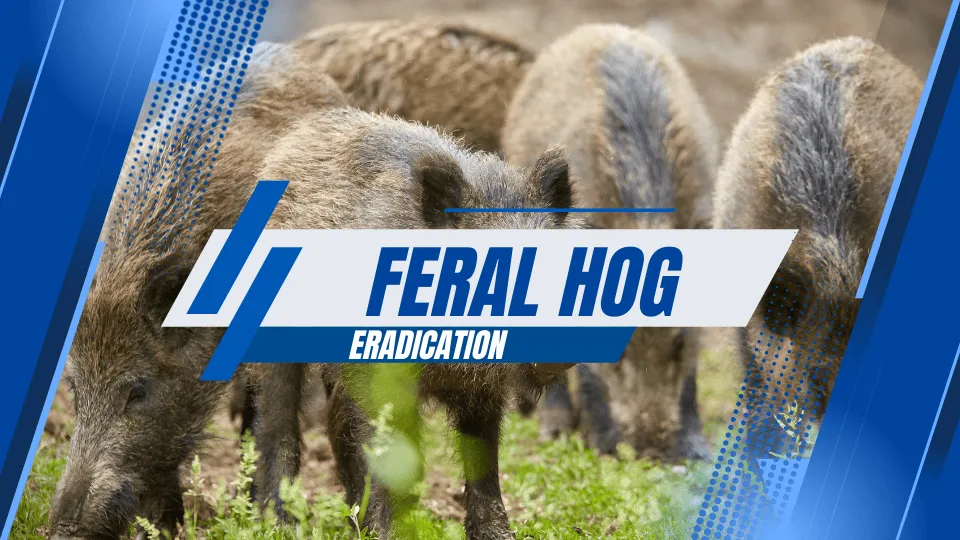 Johnson Shut-Ins, Taum Sauk Parks Closed for Aerial Feral Hog Eradication