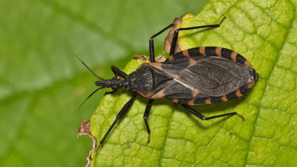 Deadly Disease Spreading Through U.S.