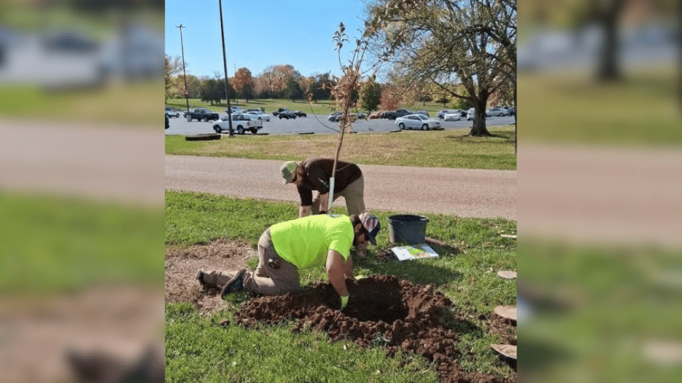 MDC, MAC Partner to Replace Invasive Trees with Native Species