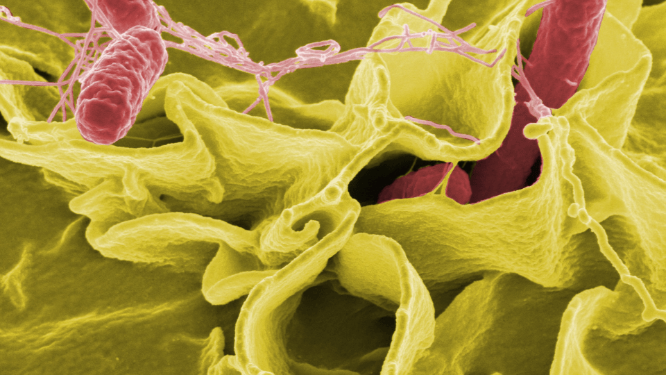 Missouri Faces Multiple Salmonella Outbreaks Linked to Backyard Poultry and Recalled Tomatoes