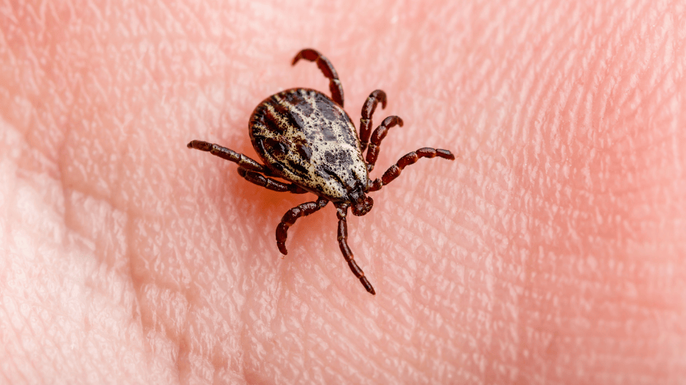 Missouri Faces Surge in Tick Borne Alpha-Gal Syndrome: Health Officials Urge Vigilance